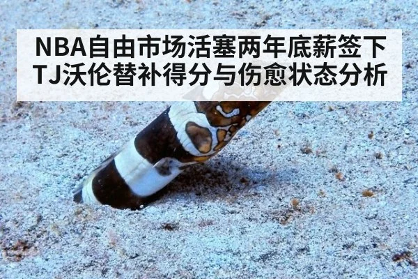 NBA自由市场活塞两年底薪签下TJ沃伦替补得分与伤愈状态分析